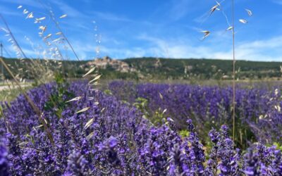 VERHALEN UIT DE PRAKTIJK…..