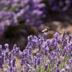 Online masterclass Geur – Emotie – Energie